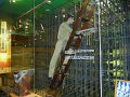 001KLTelephone Museum (23)
